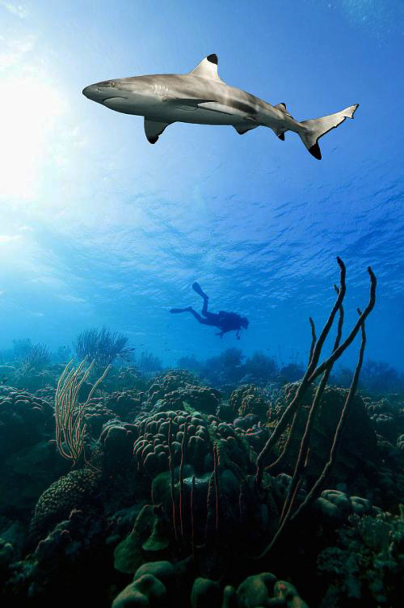 鯊魚為什么不吃潛水員？