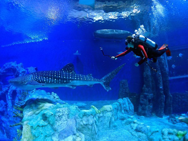 潛在水里，學(xué)做一條靜靜的魚