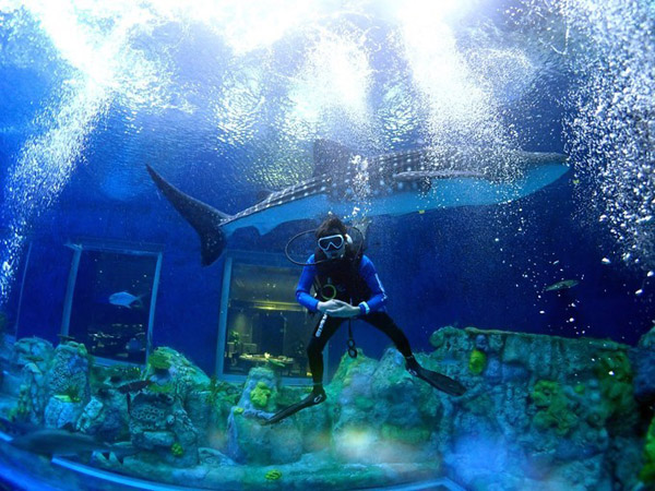 潛在水里，學(xué)做一條靜靜的魚