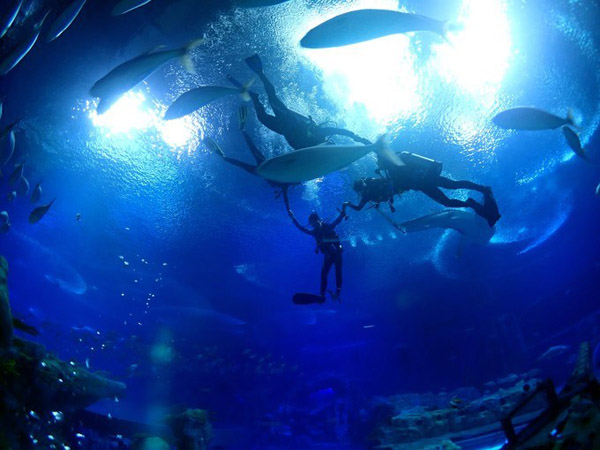 潛在水里，學(xué)做一條靜靜的魚