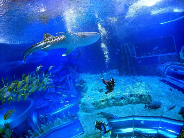 潛在水里，學(xué)做一條靜靜的魚