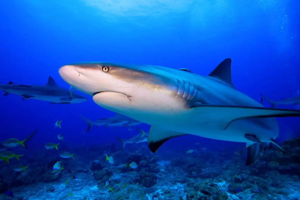 【水肺潛水安全嗎？】轉(zhuǎn)自PADI