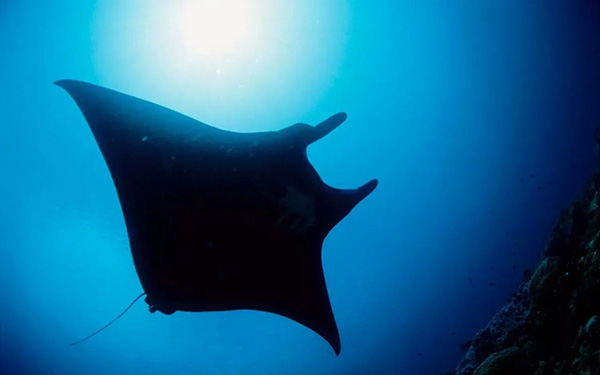 【潛水這艘賊船，這次開往上帝的花園】文章轉自/三聯(lián)生活周刊