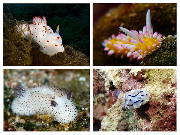 【潛水這艘賊船，這次開往上帝的花園】文章轉自/三聯(lián)生活周刊