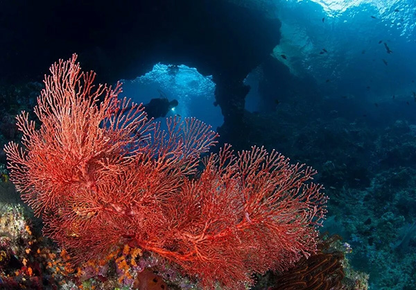 【潛水這艘賊船，這次開往上帝的花園】文章轉自/三聯(lián)生活周刊