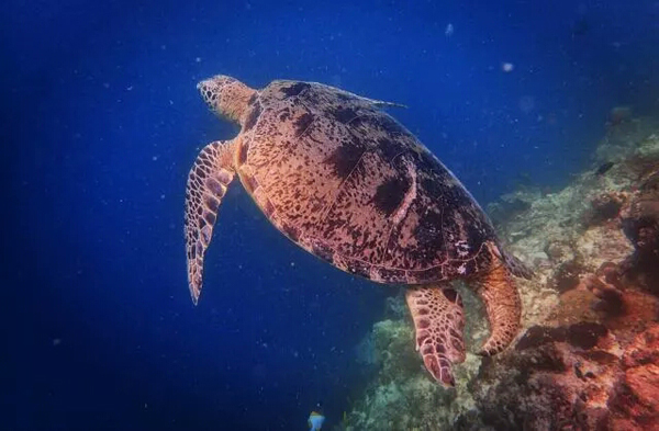 潛水拍照新姿勢，放下你的剪刀手，我們來這樣拍