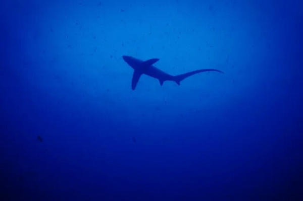 潛水拍照新姿勢，放下你的剪刀手，我們來這樣拍