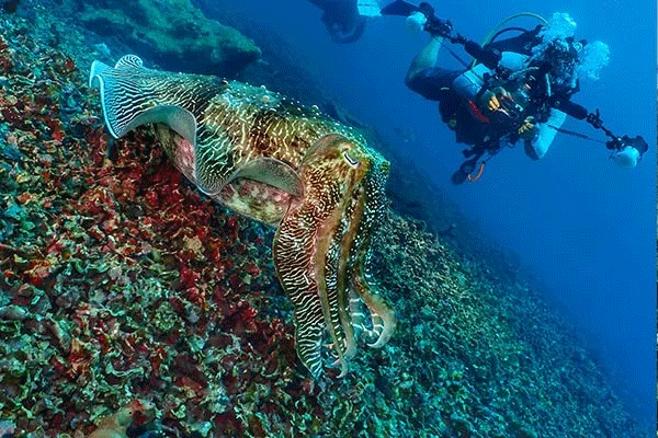 馬來(lái)西亞潛水絕佳攻略