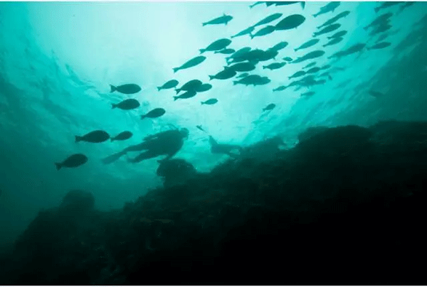 成為潛水員之前的你，是不是也問過這些問題？