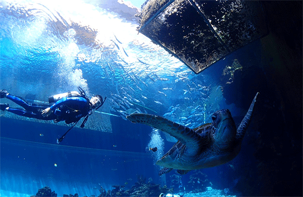 潛水常見(jiàn)問(wèn)題，原來(lái)潛水沒(méi)你想的那么難