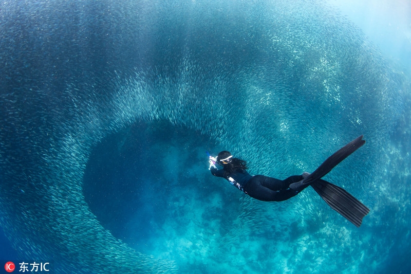 潛水途中偶遇到沙丁魚(yú)“軍團(tuán)”